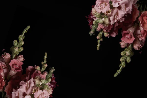 Belles fleurs de gladioli décoratives roses isolées sur noir — Photo de stock