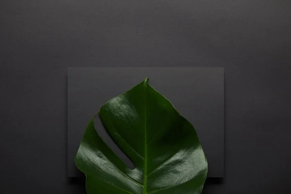 Монстера листя над чорного ноутбука на чорному фоні — стокове фото
