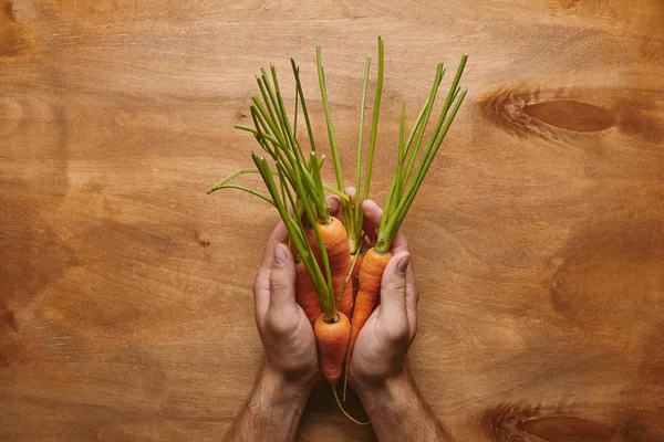 Vista superior de zanahorias crudas en manos masculinas sobre mesa de madera - foto de stock