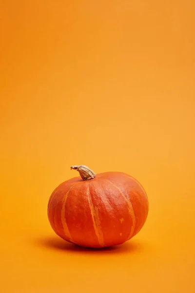 Крупный план целой созревшей тыквы на оранжевом фоне — стоковое фото