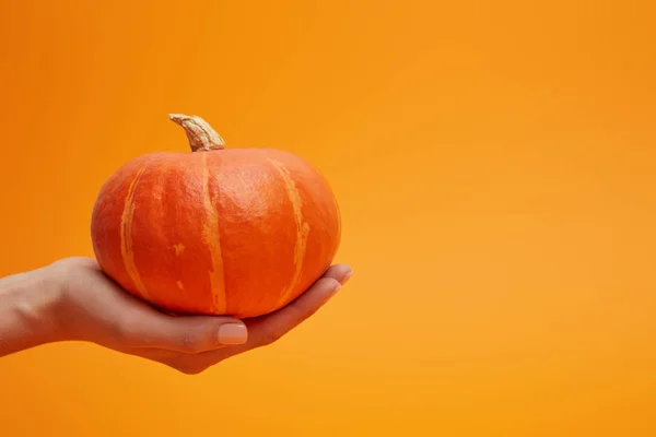 Close-up partial view of woman holding ripe fresh pumpkin on orange — Stock Photo