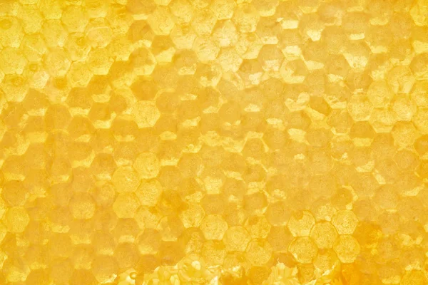 Marco completo de cera de abejas con miel como fondo - foto de stock
