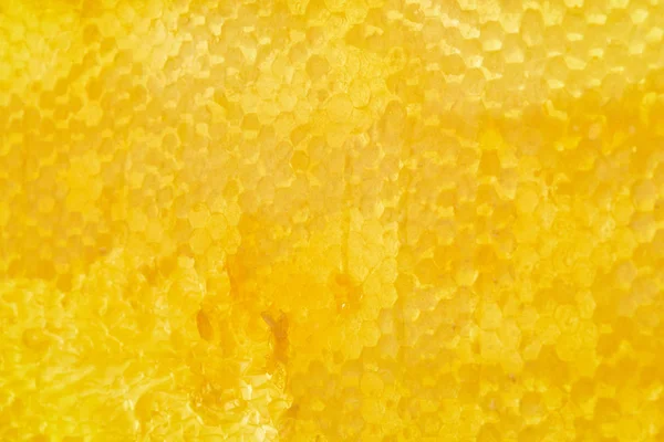 Plein cadre de cire d'abeille avec du miel comme fond — Photo de stock