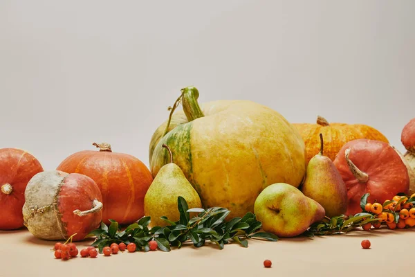 Decorazione autunnale con zucche, bacche di pyracantha, pere e foglie verdi in tavola — Foto stock