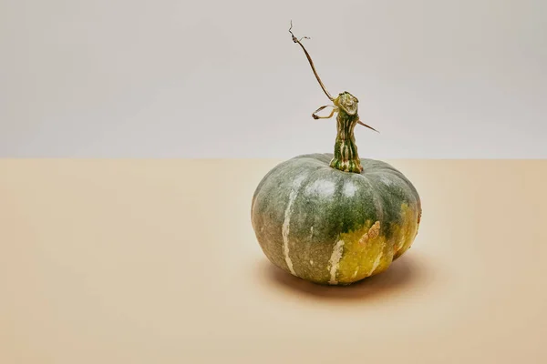 Une citrouille verte mûre sur table beige — Photo de stock