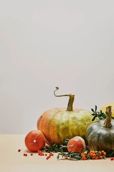 Still life with green leaves, pumpkins and firethorn berries on table — Stock Photo