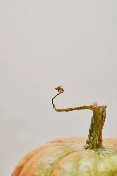 Close-up de uma abóbora madura isolada em branco — Fotografia de Stock