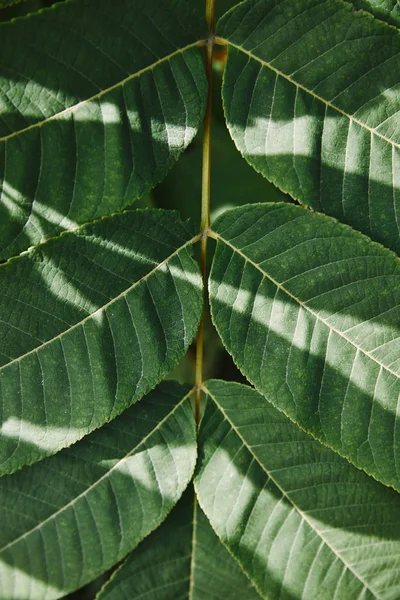 Gros plan de feuilles vertes sur rameau avec lumière du soleil dans le jardin — Photo de stock