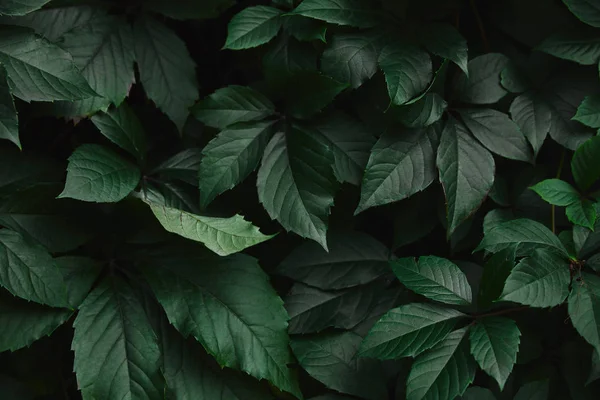 Close up of dark green wild vine leaves in park — Stock Photo
