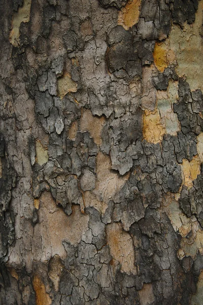 Gros plan de l'écorce grondeuse grise de l'arbre — Photo de stock