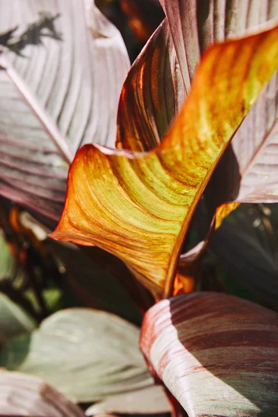 Selective focus of beautiful purple leaves with sunlight in garden — Stock Photo