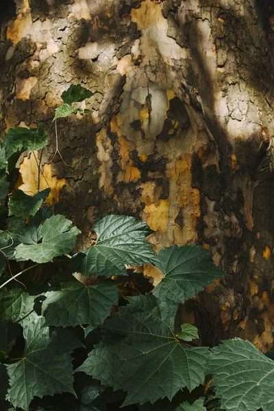 Écorce d'arbre grunge avec lumière du soleil et feuilles vertes dans le parc — Photo de stock