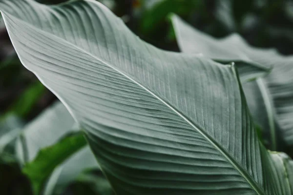 Nahaufnahme eines großen grünen Blattes mit Adern im Garten — Stockfoto