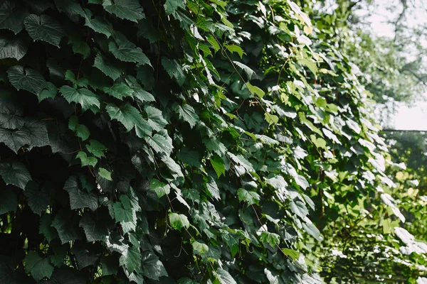Green leaves of ivy on fence in garden — Stock Photo