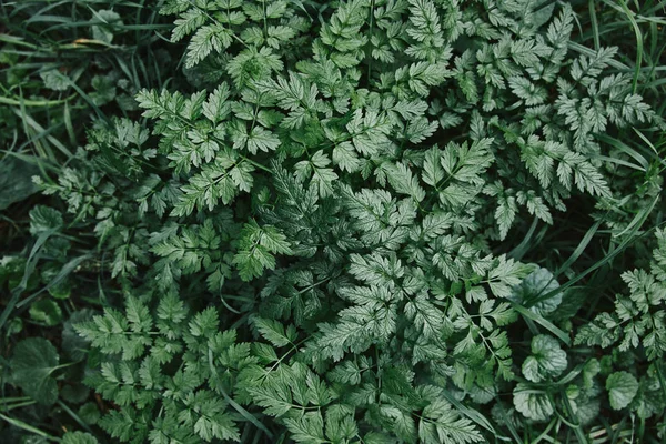 Підвищений вид на зелені рослини і траву в саду — стокове фото