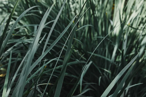 Nahaufnahme von dünnen grünen Blättern im Garten — Stockfoto