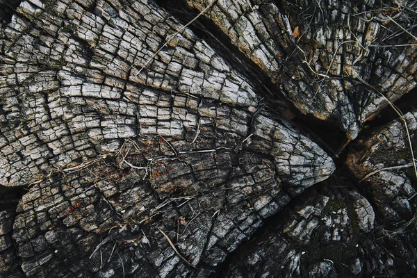 Draufsicht auf grunzigen alten getrockneten Baumstumpf im Park — Stockfoto