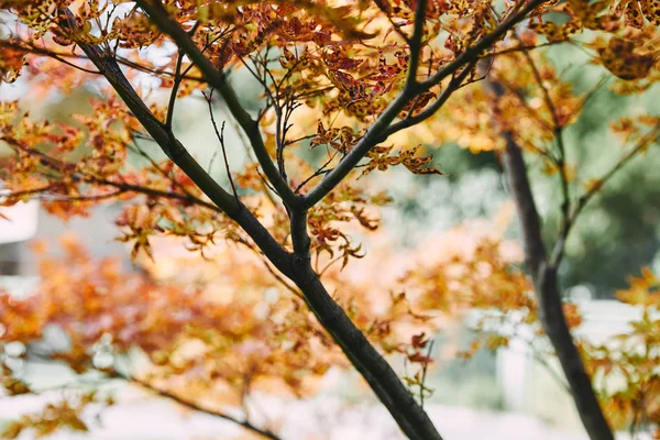 Tree branches with autumnal orange leaves in park — Stock Photo