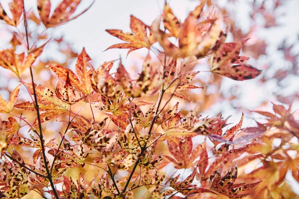 Beautiful orange leaves on tree branches in park — Stock Photo