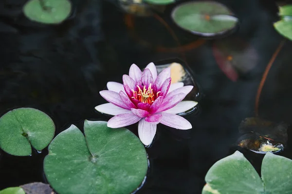 Beautiful purple water lily and green leaves on river in park — Stock Photo