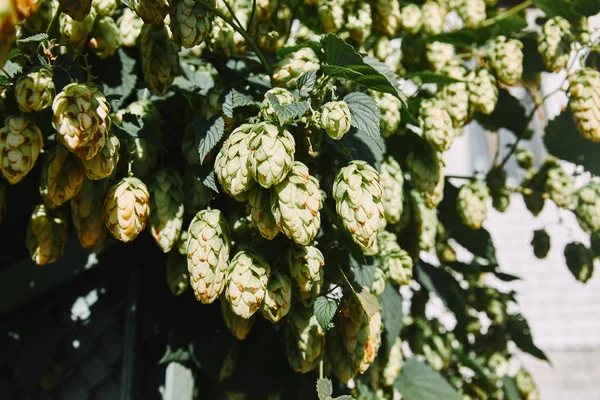 Close up of hop cones and green leaves in garden — Stock Photo