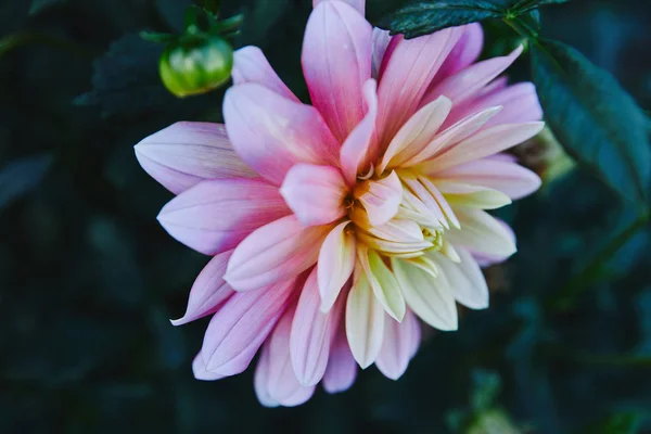 Bellissimo crisantemo bianco e viola in giardino — Foto stock