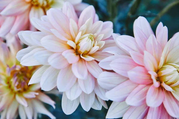 Close up of beautiful white and purple chrysanthemums in garden — Stock Photo