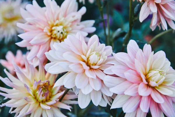 Hermosas flores de margarita dorada blanca y púrpura en el jardín — Stock Photo