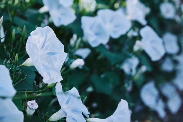 Hermosas flores azules y hojas verdes en el jardín - foto de stock