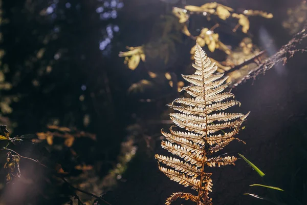 Close-up shot of fern branch in mountain forest under sunshine, Carpathians, Ukraine — Stock Photo