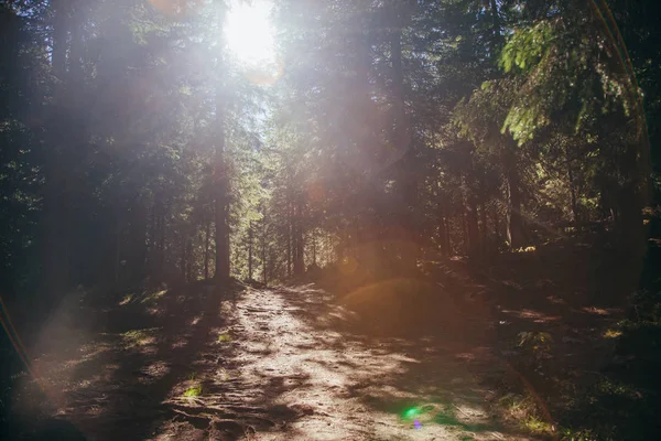 Hermoso sendero de montaña en el bosque bajo la luz del sol, Cárpatos, Ucrania - foto de stock