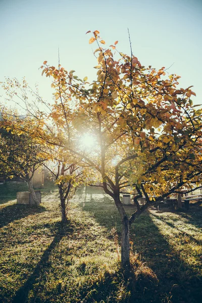 Sun shining through autumnal golden tree in garden in Vorokhta, Carpathians, Ukraine — Stock Photo