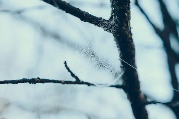 Close-up shot of spider web on tree branch in front of blue sky — Stock Photo