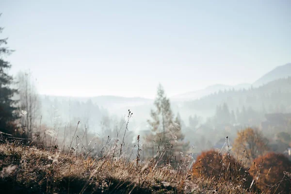 Close-up shot of plants on hill with foggy mountains on background, Carpathians, Ukraine — Stock Photo