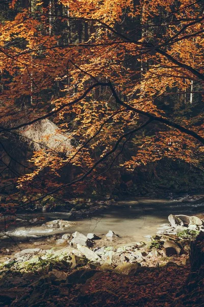 Rivière de montagne rapide dans la forêt automnale, Carpates, Ukraine — Photo de stock