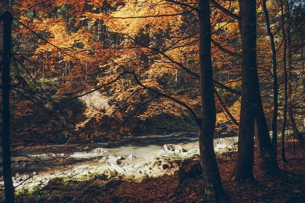 Gebirgsfluss im herbstlichen Wald, Karpaten, Ukraine — Stockfoto