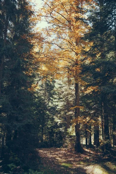 Chute pittoresque forêt de montagne dans les Carpates, Ukraine — Photo de stock