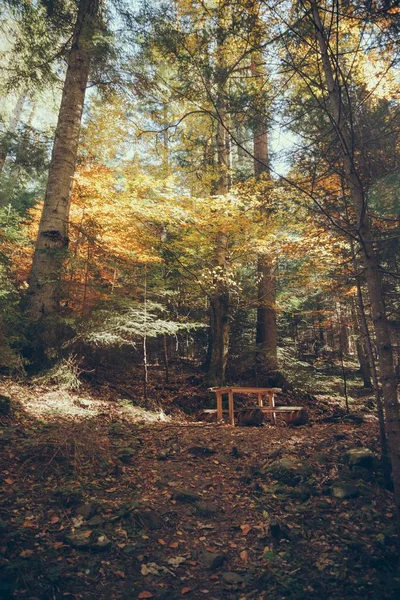 Tisch im malerischen Bergwald in den Karpaten, Ukraine — Stockfoto