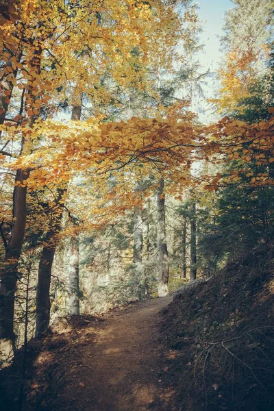 Sentier pédestre dans la forêt de montagne pittoresque dans les Carpates, Ukraine — Photo de stock