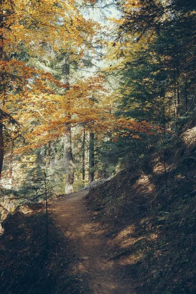 Sentier pédestre dans la belle forêt de montagne dans les Carpates, Ukraine — Photo de stock