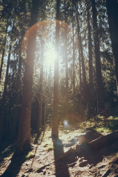 Scenic view of beautiful green forest with sunlight flare in Carpathians, Ukraine — Stock Photo