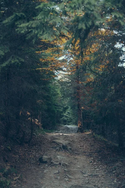 Dramatic view of beautiful green forest in Carpathians, Ukraine — Stock Photo