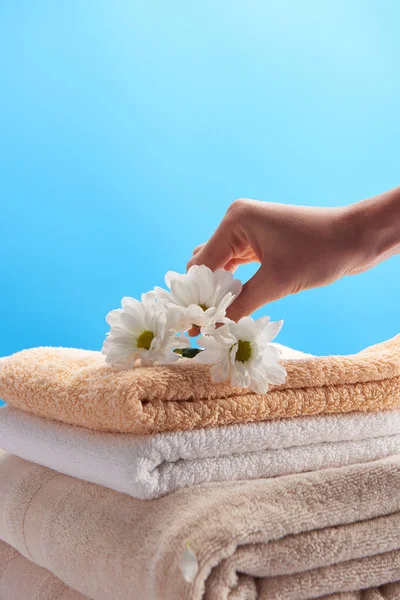 Tiro recortado de la persona poniendo manzanillas blancas en la pila de toallas limpias aisladas en azul - foto de stock