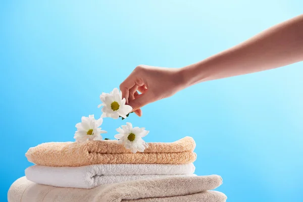 Gros plan vue partielle de la personne qui met des camomilles blanches sur une pile de serviettes propres isolées sur bleu — Photo de stock