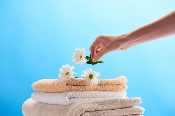 Abgeschnittene Aufnahme einer Person mit Kamillenblüte über einem Haufen sauberer Handtücher, isoliert auf blauem Grund — Stockfoto