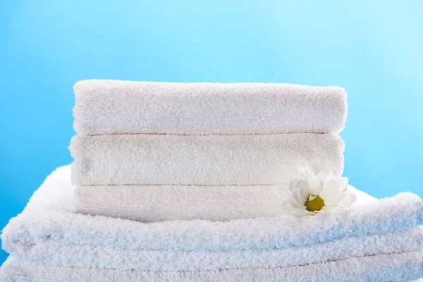 Pila de toallas blancas suaves limpias y hermosa flor de manzanilla aislada en azul - foto de stock