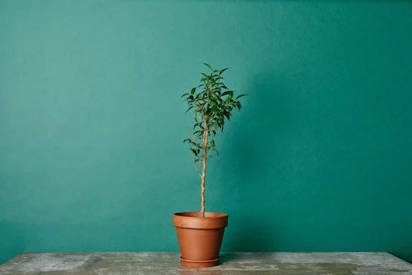 Pflanze im Blumentopf auf Tisch auf grünem Hintergrund — Stockfoto