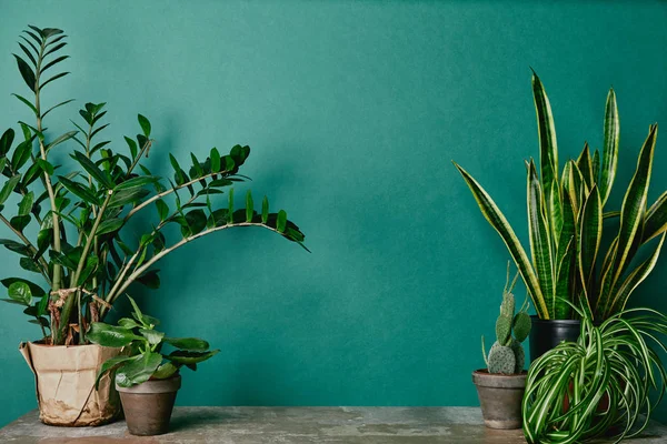 Different plants on rusty table on green background — Stock Photo