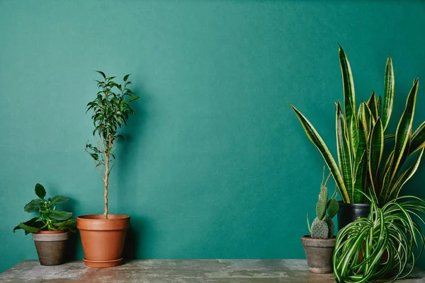 Varias plantas en macetas sobre fondo verde - foto de stock