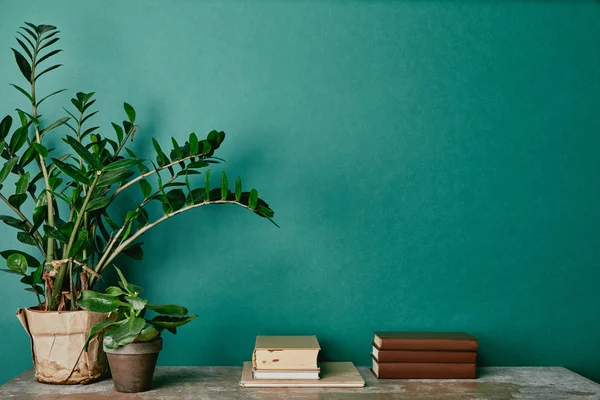 Plantas em vasos e livros sobre fundo verde — Fotografia de Stock